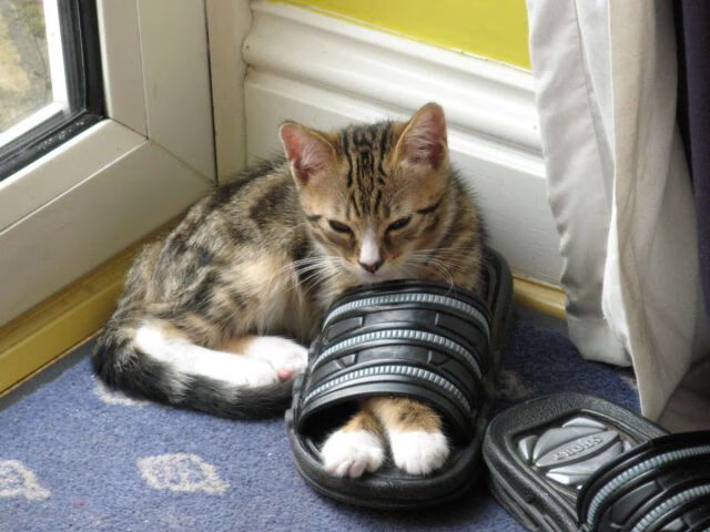 沃特·范阿特获得男子计时赛铜牌，范德沃特门将