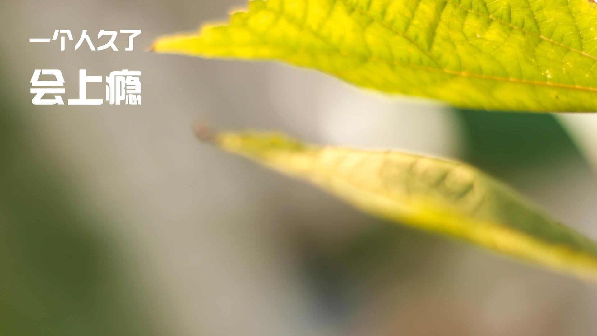 炉石传说 新卡包引发职业选手热议,炉石传说新卡合集