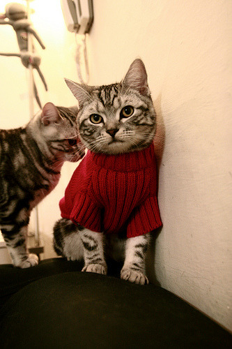 电竞赛事粉丝互动体验提升，电竞圈粉丝叫什么