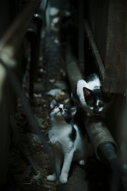 费兰·托雷斯连场助攻，皇马攻势如虹，费兰托雷斯和托雷斯什么关系