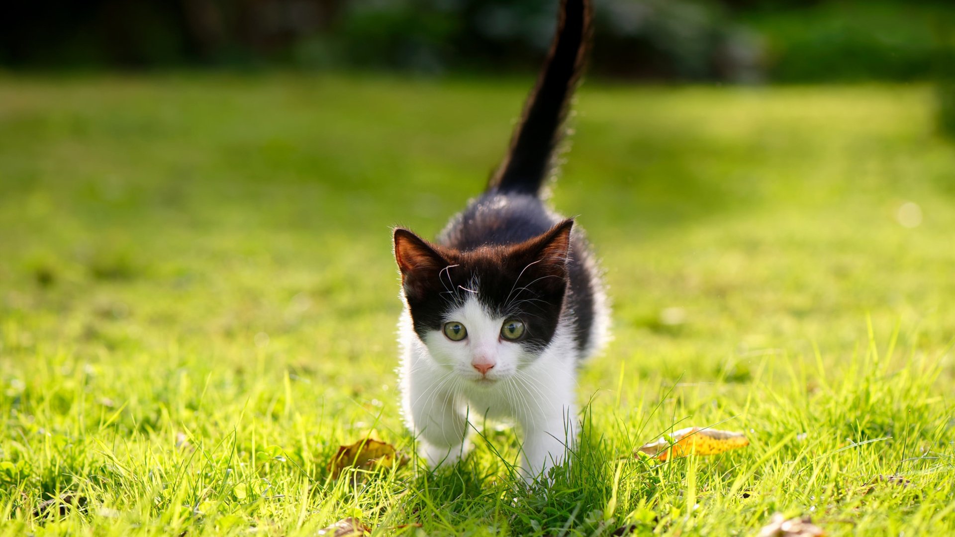 高速危险：赛道安全革命的必要性，高速道路安全