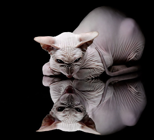 LCS战队粉丝日互动火爆，lcs赛区战队排名