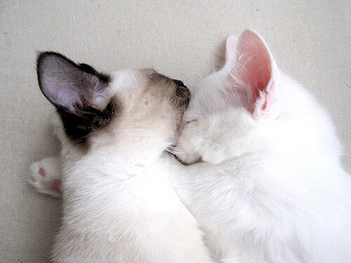 九游游戏-TL CEO谈北美电竞生态挑战，北美eg电竞