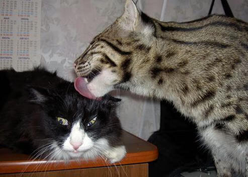 九游娱乐官方网站-世界杯热身赛激烈展开，热火朝天，热搜榜世界杯