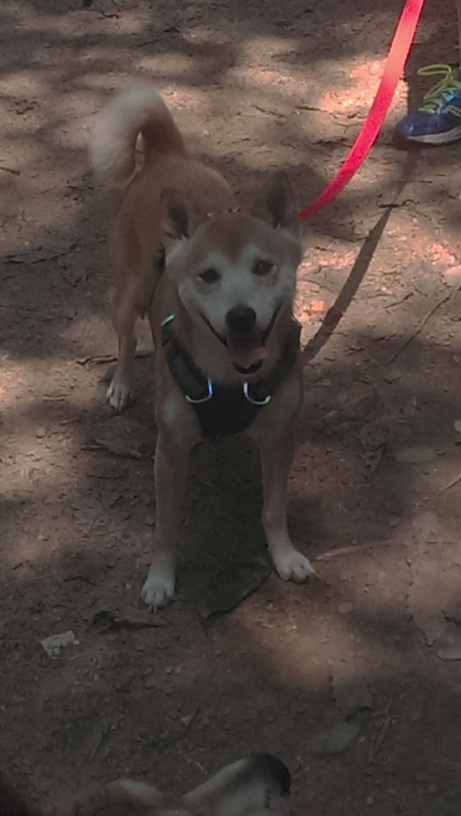 冬奥项目滑雪U型场地受关注，冬奥会自由式滑雪中u型场地技巧比赛,运动员出现失误