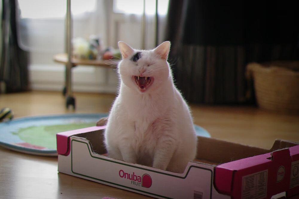 九游游戏-多特蒙德客场0-2不敌拜仁慕尼黑，遭遇德甲首败，多特蒙德对拜仁慕尼黑预测