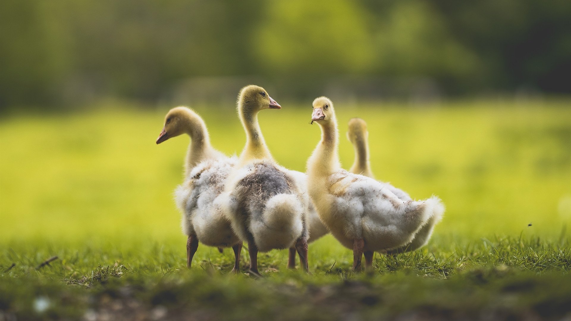 尤文图斯球员登贝莱在比赛中展现实力，登贝莱是哪国球员