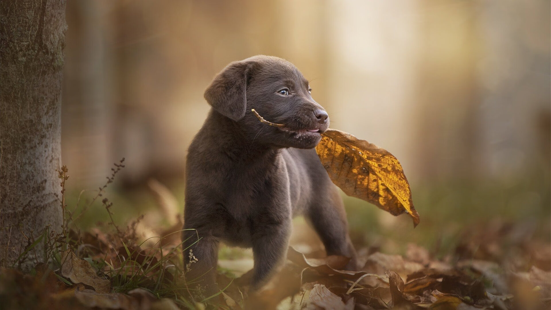九游登录入口-曼联主场迎战布莱顿，双方实力对比悬念重重，曼联对布莱顿比分预测