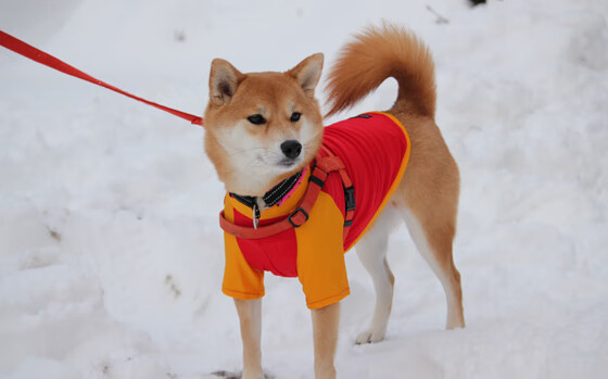 九游体育登录入口-全国青少年射箭锦标赛精彩纷呈，群雄逐鹿，全国青少年射箭比赛