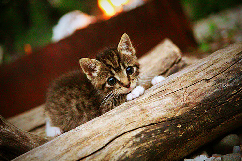 德甲球队利用情绪波动曲线预测关键时刻战术执行效率，情绪波动期是什么意思