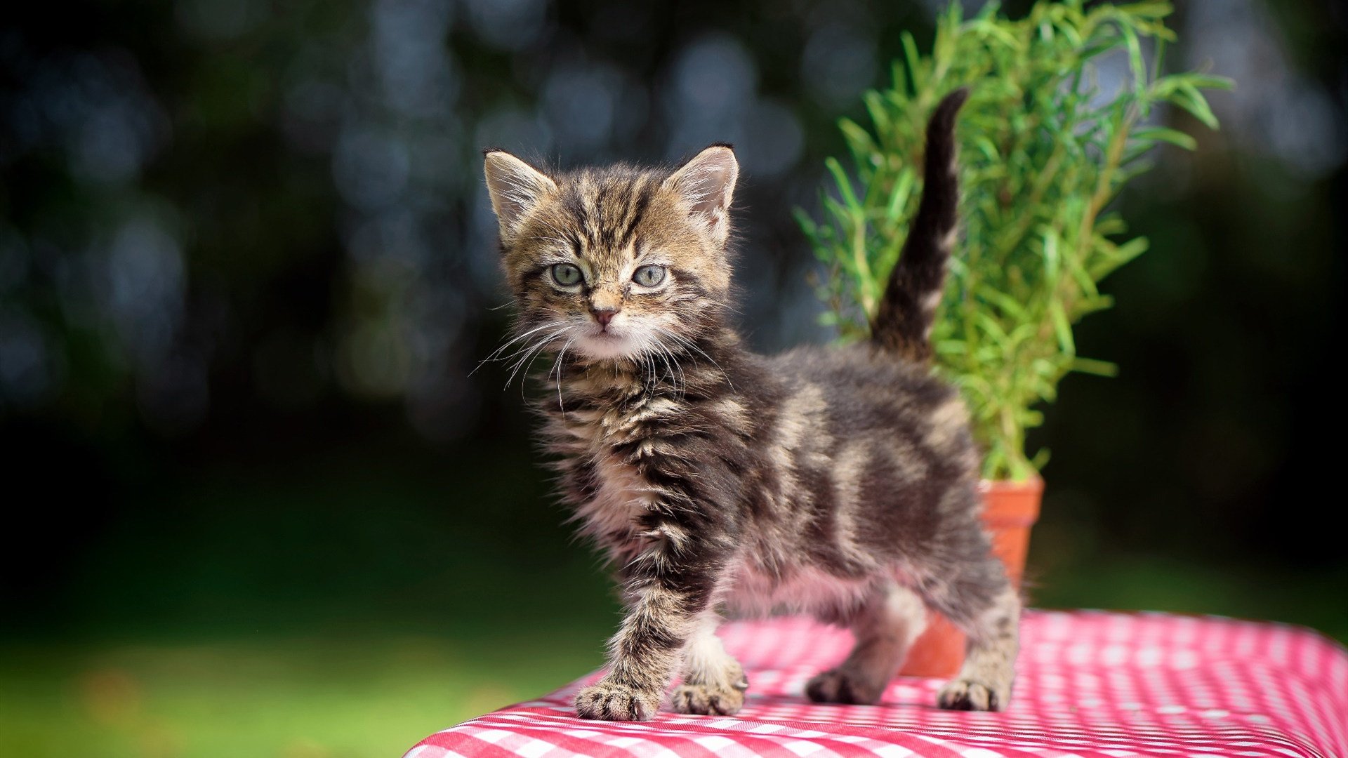 九游体育下载-新加坡羽球公开赛国羽组合险胜夺金，新加坡羽毛球公开赛2021