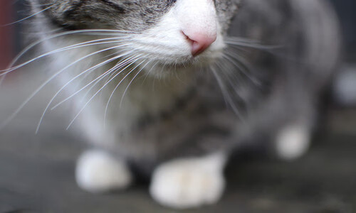 英超球队基于数据分析优化角球防守策略，英超角球越位