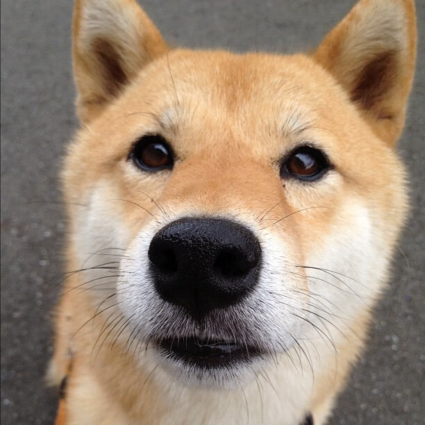 CBA多支球队试训大学生球员 探索校园篮球合作，大学生篮球联赛cuba