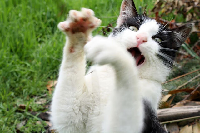 中国香港队在国际乒联混合团体世界杯中展现强大实力，乒乓球 香港队